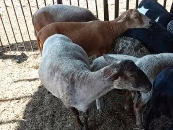 Biri-biri betina, Sheep