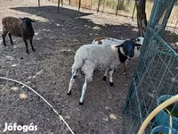 Vædder, Dorper sheep — foto 4