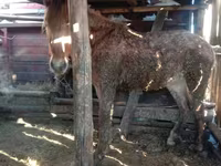 ወንድ በሬ, Auliekol breed — ፎቶ 2