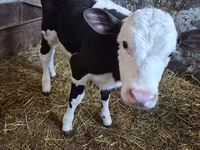 ძროხა, Russian Black pied cattle — ფოტო 1