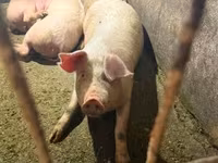 Cinghiale, Крупная белая — foto 1