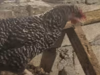 Chickens — foto 3