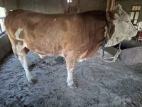 گاو نر, Simmental cattle — عکس 4