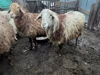 میش, گوسفند — عکس 1
