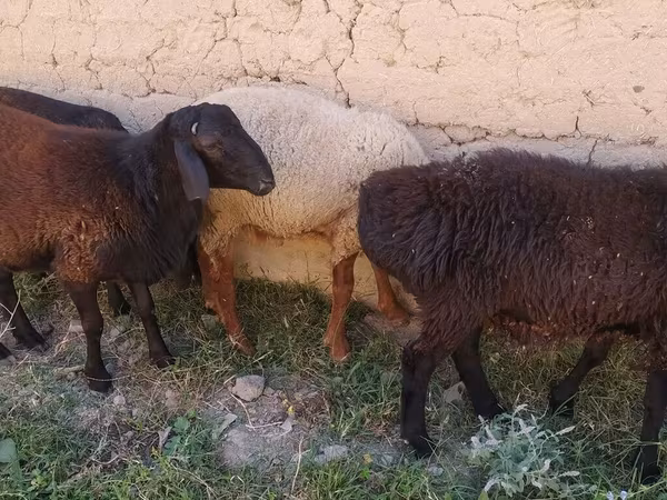 Ram, Sheep — Kyrgyzstan