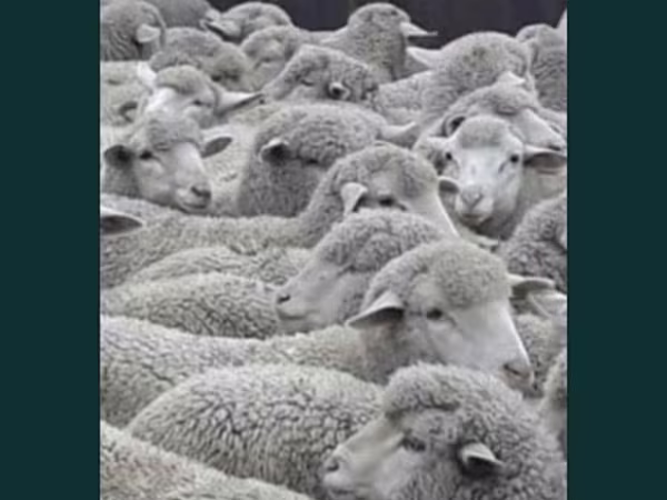 绵羊（批次，未指定性别）, Sheep — 哈萨克斯坦
