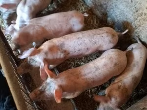 Pigs (batch, sex not specified), Pigs — Hungary