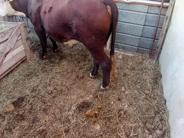 Bik, Kazahska belogolova krava