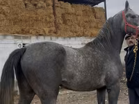 اسب نر, Orlov Trotter — عکس 3