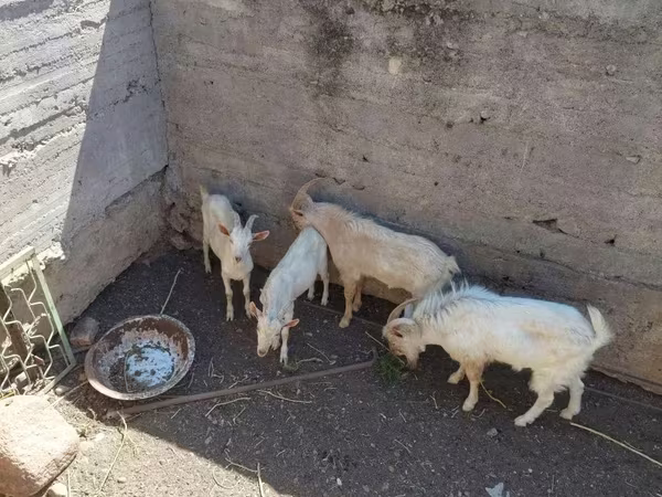 بز نر, بز