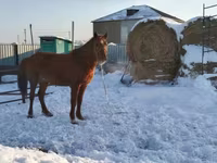 Iapă, Kazakh horse — foto 1