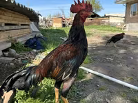 Chickens — Foto 1