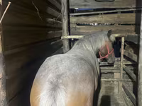 Kuda betina, Horses — foto 6