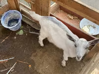Capră, Fergana goat — foto 2