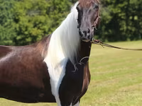 Ձի, Tennessee Walking Horse — լուսանկար 7
