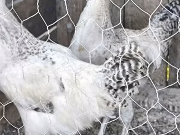 Chickens