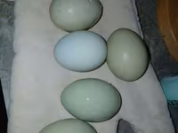 Chickens — foto 3