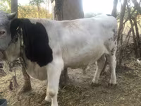 گاو نر, Swiss cattle — عکس 2