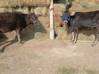 Krava, Alatau plemeno — foto 1