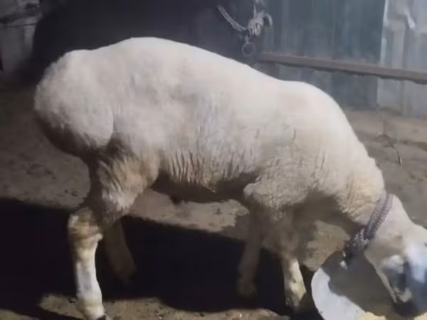 Kambing jantan, Sheep
