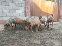 قوچ, Arashan sheep — عکس 6