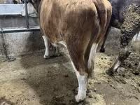 Vaca, Simmental cattle — foto 4