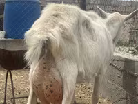 بز ماده, Saanen goat — عکس 3