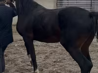 اسب نر, Orlov Trotter — عکس 6