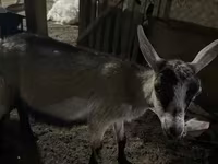 Capra, Saanen goat — foto 6