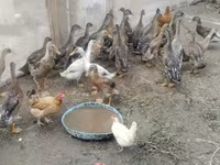 Ducks — عکس 4