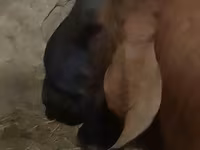 ছাগল, Nubian Goat — ছবি 3