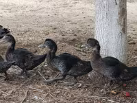 Ducks — عکس 3