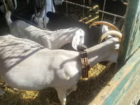 بز ماده, Saanen goat — عکس 2