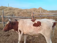 Toro, Simmental cattle — foto 1