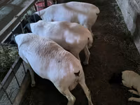 암양, Dorper sheep — 사진 3