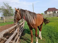 حصان, Kazakh horse — الصورة 3