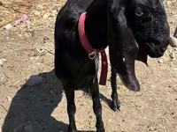 Буз, Kamori goats — акс 2