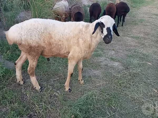 Wad, Blackheaded Persian sheep