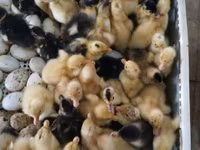 Ducks — รูปภาพ 1