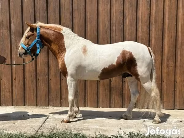 Hingst, Heste