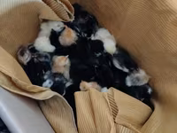 Chickens — Foto 2