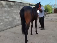 اسب نر, Thoroughbred horse — عکس 7