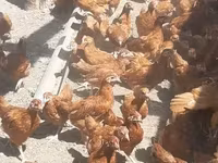 Chickens — รูปภาพ 5