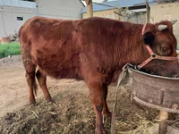 Bovini (lotto, sesso non specificato), Bovini — foto 3