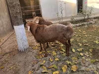 قوچ, Arashan sheep — عکس 1