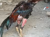 Chickens — عکس 7