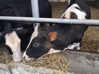 Корова, Швицкая порода — фото 6