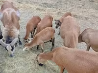 Қошқар, Cameroon sheep — 4-сурет