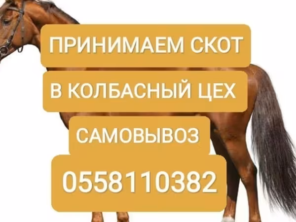 Cattle