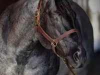 اسب نر, Quarter Horse — عکس 1